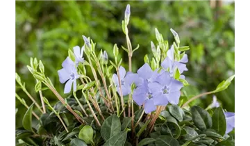 Gartenbaumschule Becker