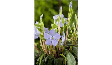 Gartenbaumschule Becker