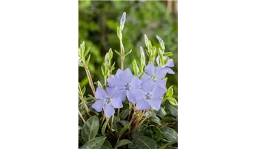 Gartenbaumschule Becker