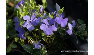 Gartenbaumschule Becker