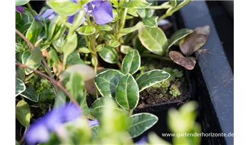 Gartenbaumschule Becker