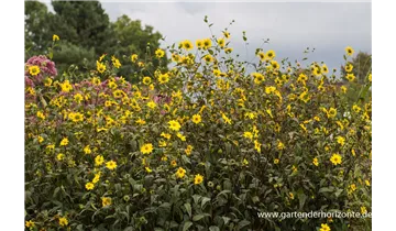 Gartenbaumschule Becker