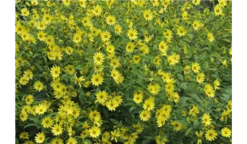 Gartenbaumschule Becker