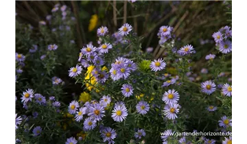 Gartenbaumschule Becker