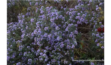Gartenbaumschule Becker