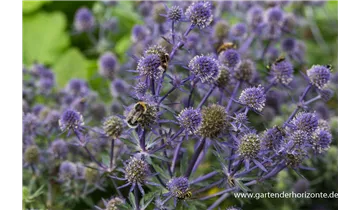 Gartenbaumschule Becker