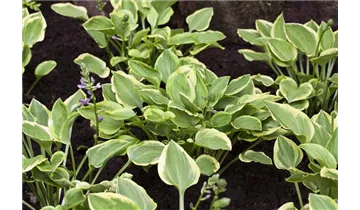 Gartenbaumschule Becker