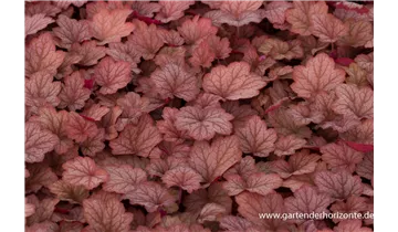 Gartenbaumschule Becker