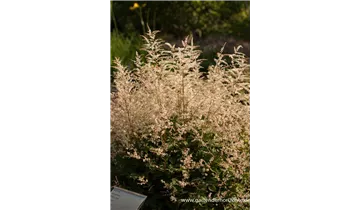 Gartenbaumschule Becker