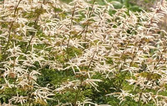 Kleiner Geißbart 'Noble Spirit'
