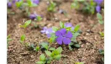 Gartenbaumschule Becker