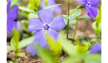 Gartenbaumschule Becker