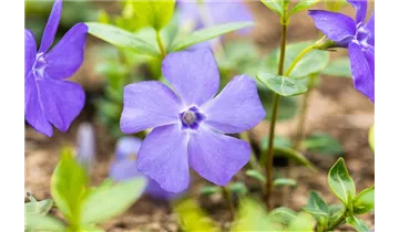 Gartenbaumschule Becker