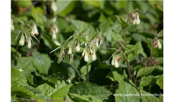 Gartenbaumschule Becker