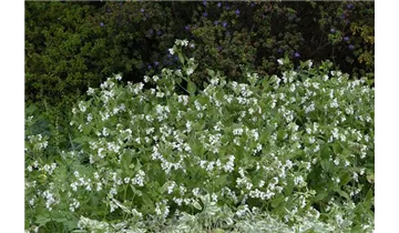 Gartenbaumschule Becker