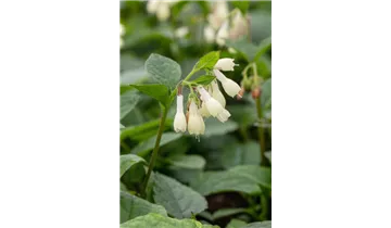 Gartenbaumschule Becker