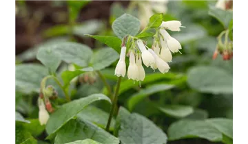 Gartenbaumschule Becker