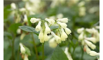Gartenbaumschule Becker