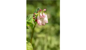 Gartenbaumschule Becker