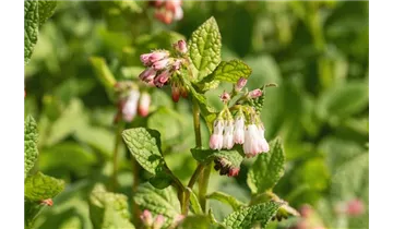 Gartenbaumschule Becker