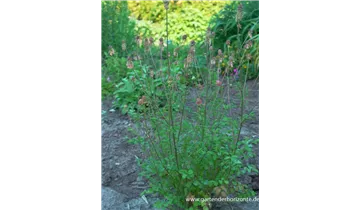 Gartenbaumschule Becker