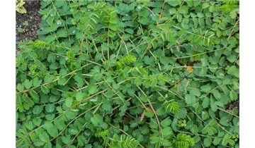 Gartenbaumschule Becker