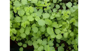 Gartenbaumschule Becker