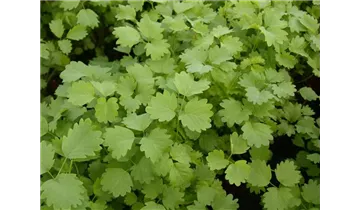 Gartenbaumschule Becker