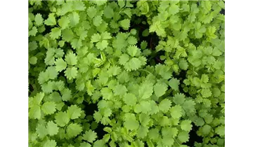 Gartenbaumschule Becker