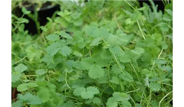 Gartenbaumschule Becker