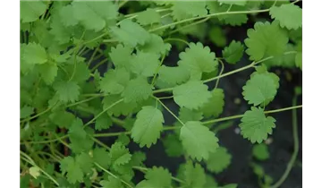 Gartenbaumschule Becker