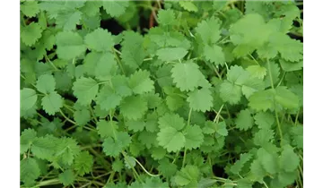 Gartenbaumschule Becker