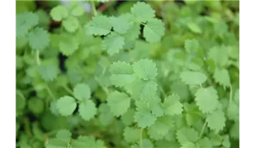 Gartenbaumschule Becker