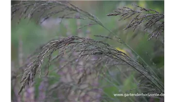 Gartenbaumschule Becker