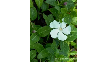 Gartenbaumschule Becker