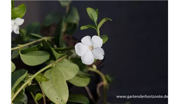 Gartenbaumschule Becker