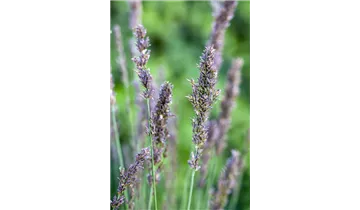 Gartenbaumschule Becker