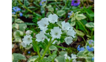Gartenbaumschule Becker