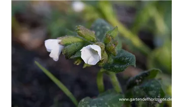 Gartenbaumschule Becker