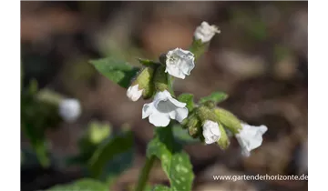 Gartenbaumschule Becker