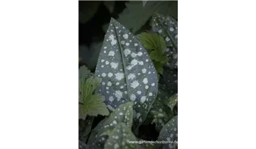 Gartenbaumschule Becker