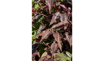 Gartenbaumschule Becker