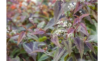 Gartenbaumschule Becker