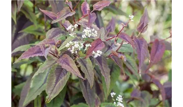 Gartenbaumschule Becker