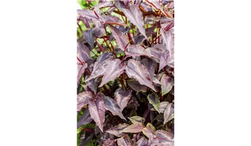 Gartenbaumschule Becker