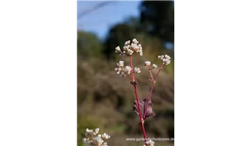 Gartenbaumschule Becker