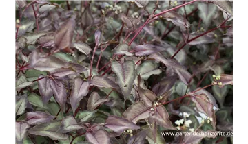 Gartenbaumschule Becker