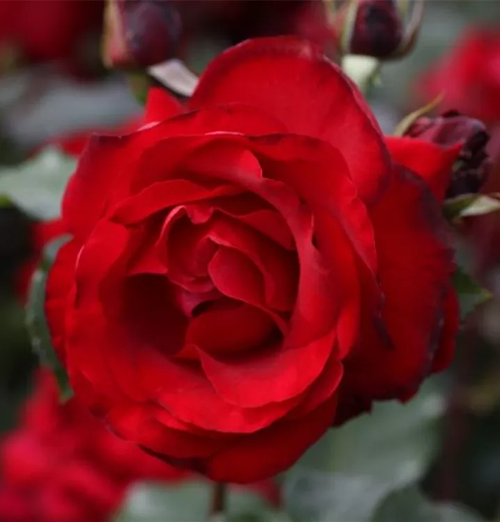 Rosa 'Messire Delbard'