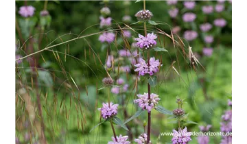 Gartenbaumschule Becker