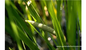 Gartenbaumschule Becker